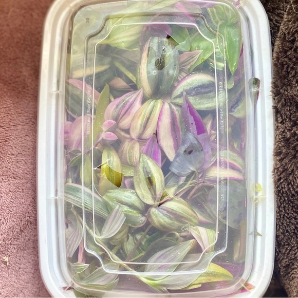 Rainbow tradescantia bundle- 10 varieties including rare cultivars - Picture 10 of 12